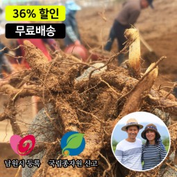 한잎새 먹 고사리종근 80kg