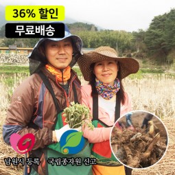 한잎새 먹 고사리종근 40kg